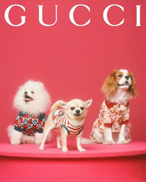 gucci baby pet|gucci pet clothes.